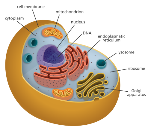 cell_diagram_yourgenome