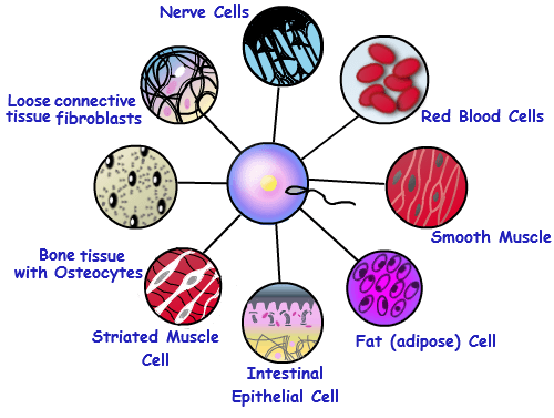 depiction-of-multicellularity-in-multicelluar-organisms