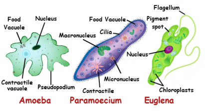 unicellular-organisms